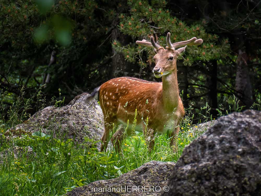 Qué ver en los Valles de Arán y Boí en los Pirineos de Lleida