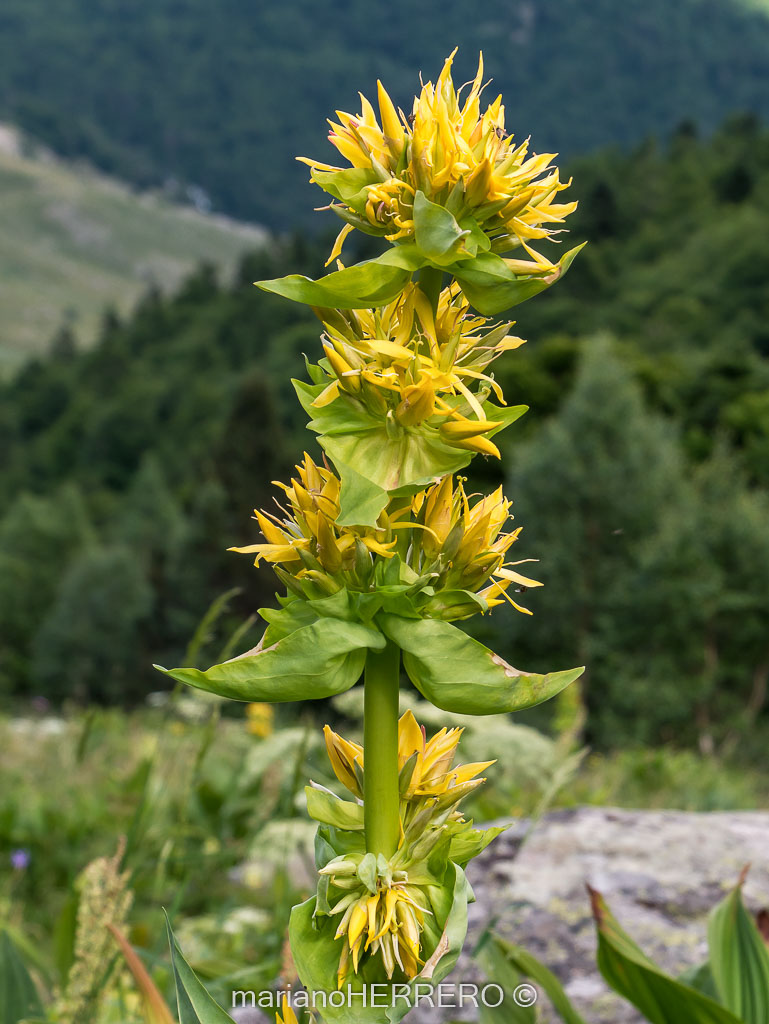 Qué ver en los Valles de Arán y Boí en los Pirineos de Lleida