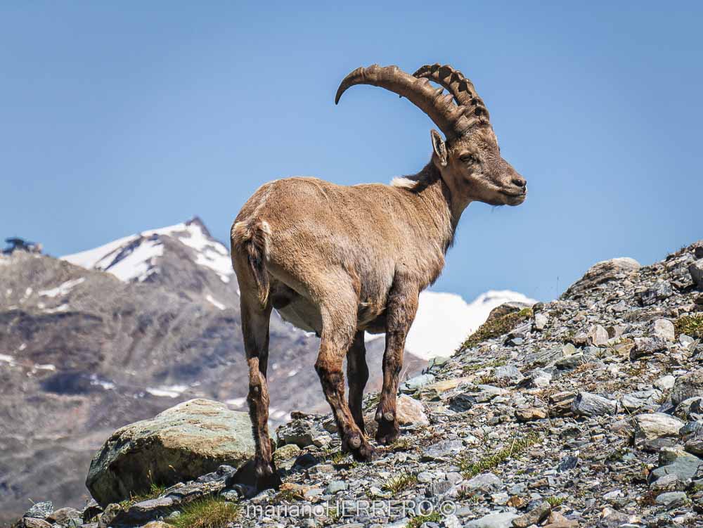 Que ver en Oberland y Valais en Suiza