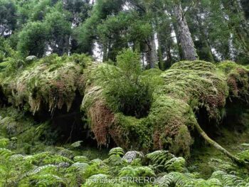 Qué ver y visitar en las Islas Azores. Portugal. Isla de San Miguel. Bosques de criptomerias